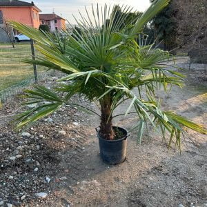 PALME SHERIN