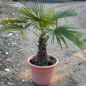 PALME NINA