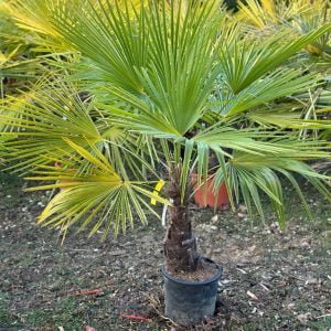 PALME VIKTORIA