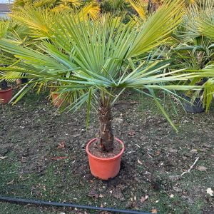 PALME SHEILA