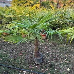 PALME ELEKTRA