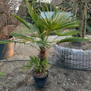PALME AYLA