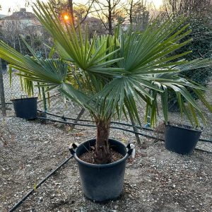 PALME URSIN