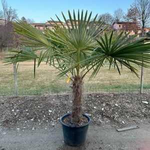 PALME NATHALIE