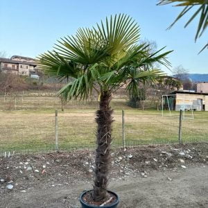 PALME LORENZ