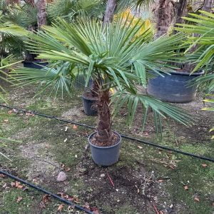 PALME MERCEDES