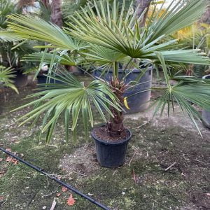 PALME BETTINA