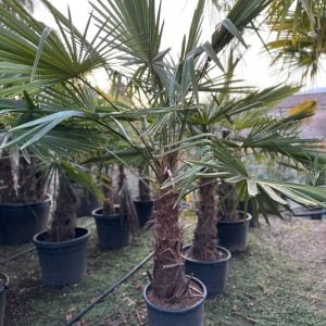 PALME FELIX