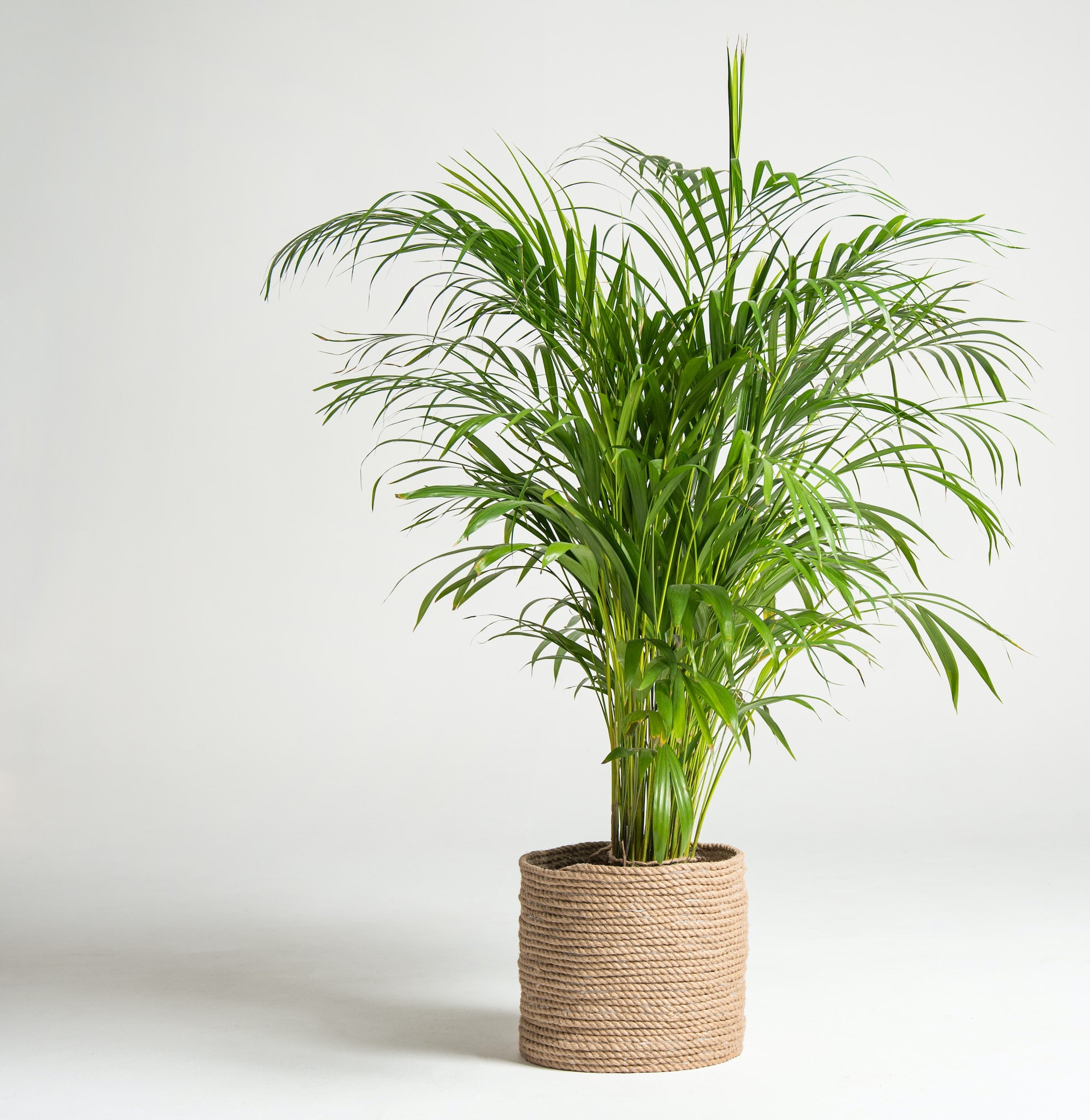 Home plant palm howea forsteriana tree in a jute pot on a white background. Hobbies and urban garden