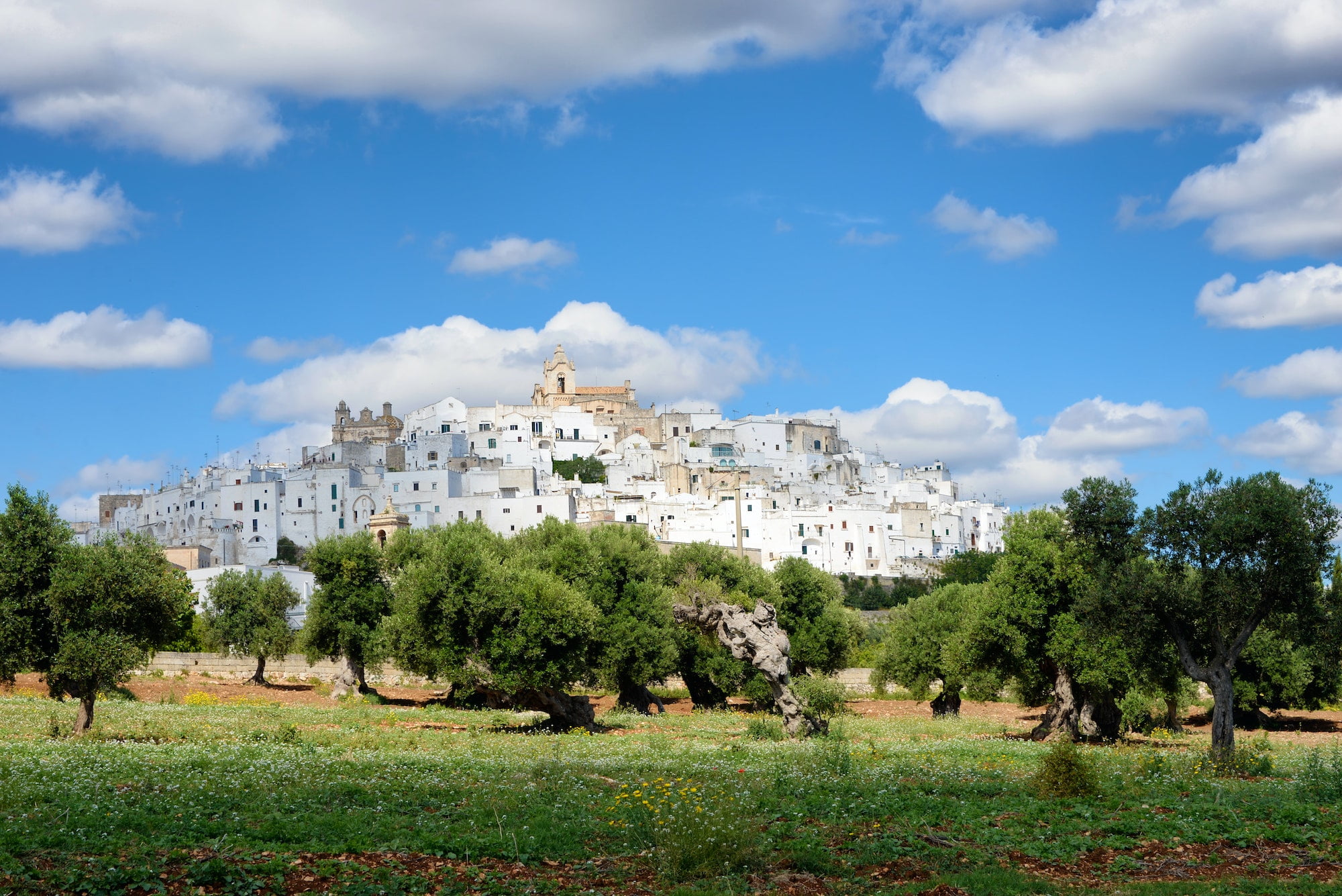 Ostuni, the white city of Puglia with olive trees
